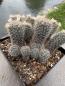 Preview: Mammillaria pubicspina
